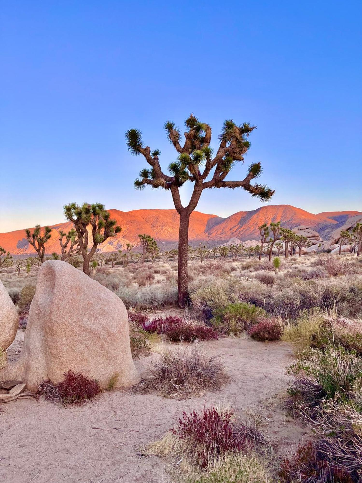 Villa The Joshua Tree House Exterior foto