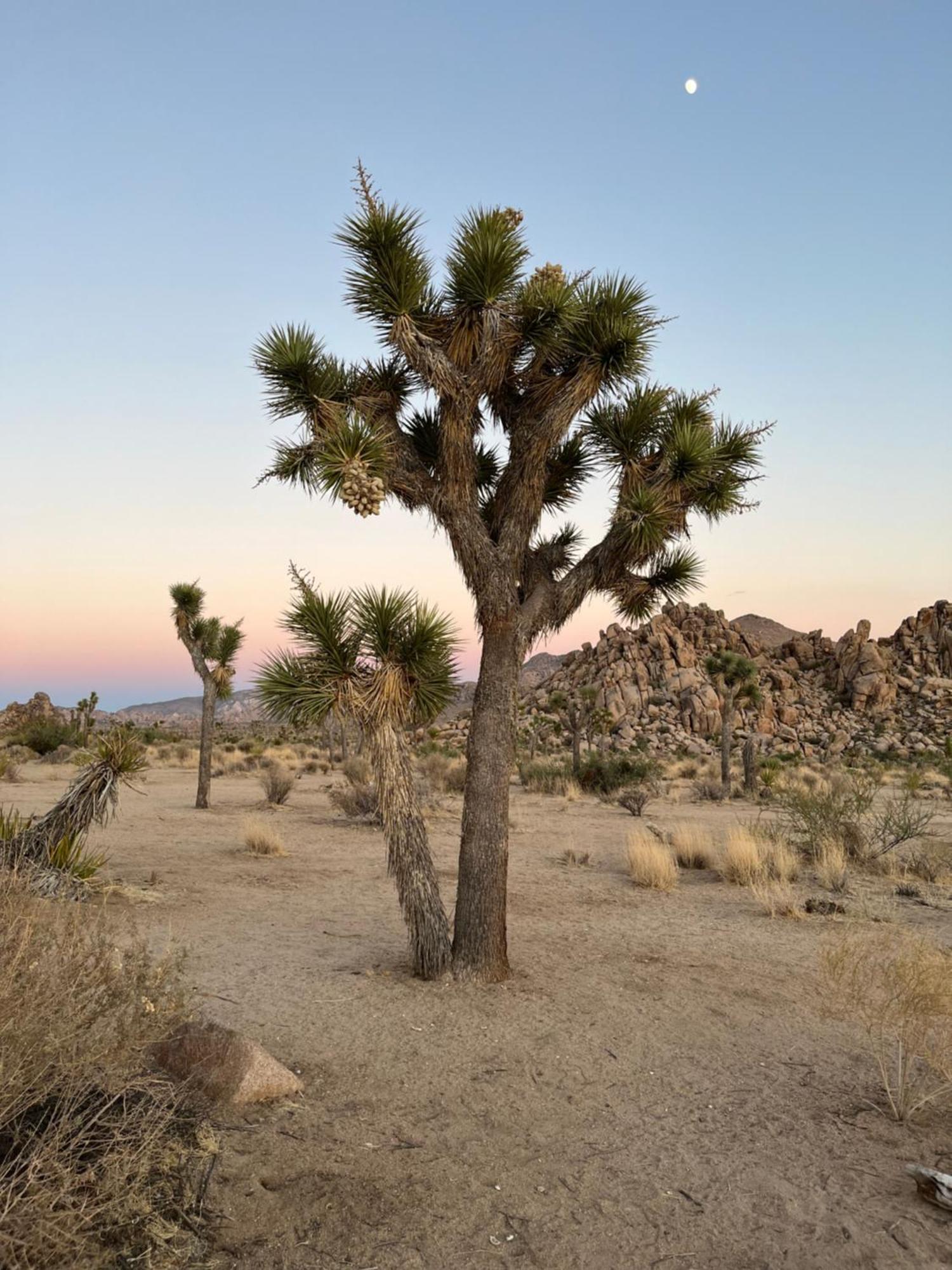Villa The Joshua Tree House Exterior foto