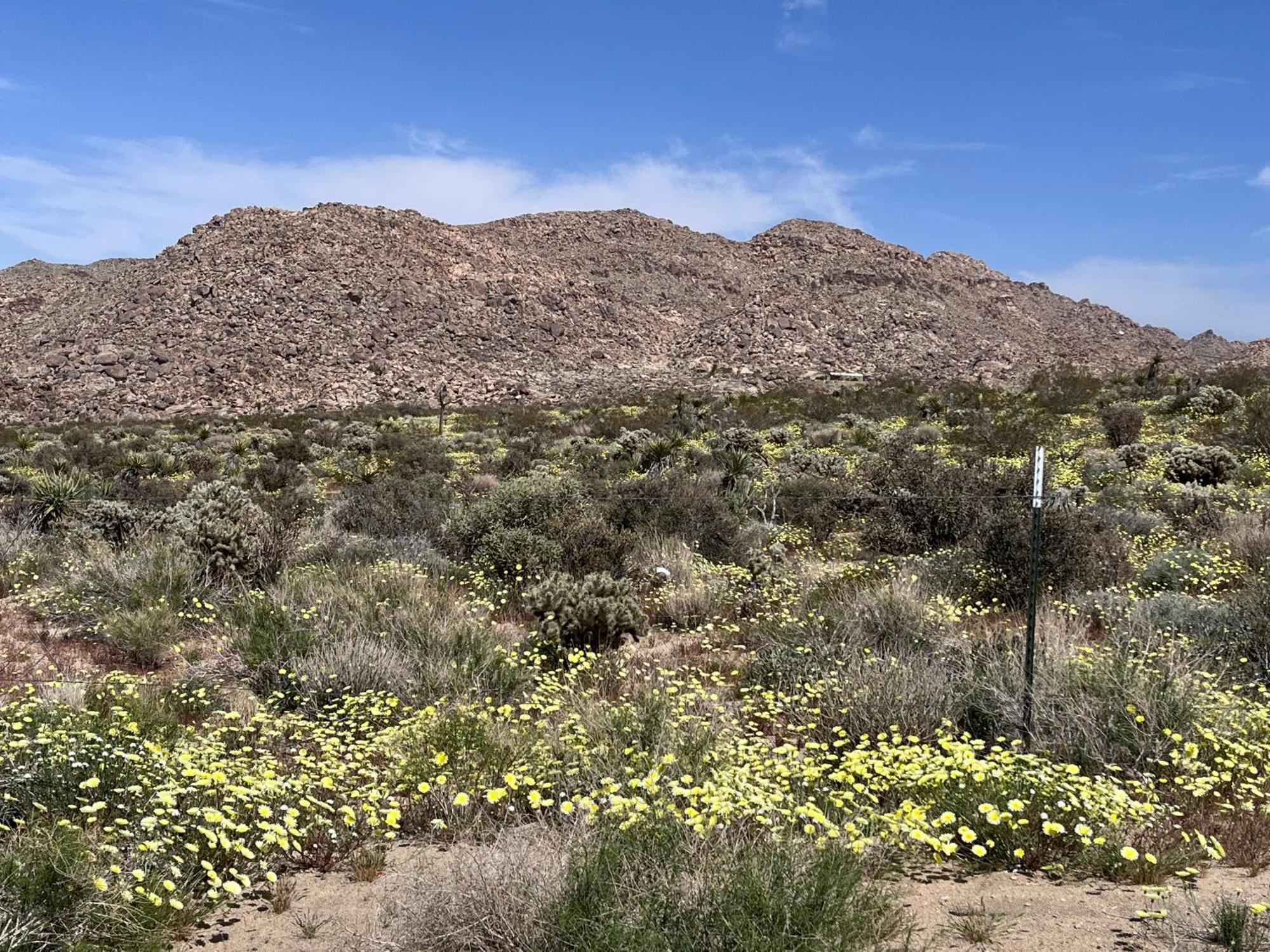 Villa The Joshua Tree House Exterior foto